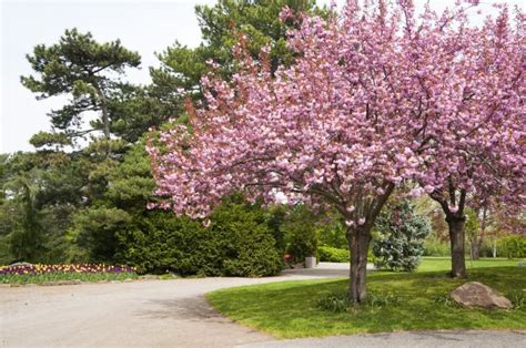 Almond Trees | LoveToKnow