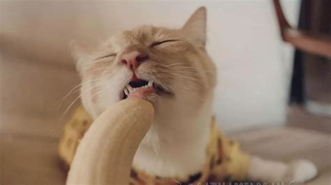 Cat's obsession with bananas results in some really questionable pictures - Mirror Online