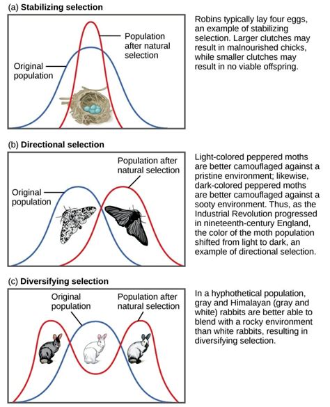 Natural Selection And Speciation Worksheet Answers: Everything You Need To Know In 2023 › Athens ...