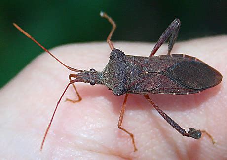 Leaf-footed Bug - Leptoglossus fulvicornis - BugGuide.Net