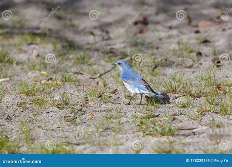 Male Mountain Bluebird stock photo. Image of male, bluebird - 178239244