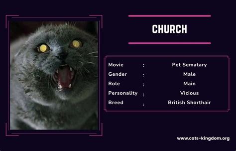 Meet Church: the cat from Pet Sematary 1989 (Trivia, Role, Breed)