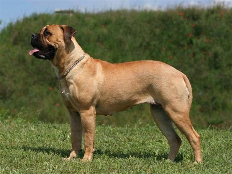 Can You Guess the Biggest Dog Breed in the World?