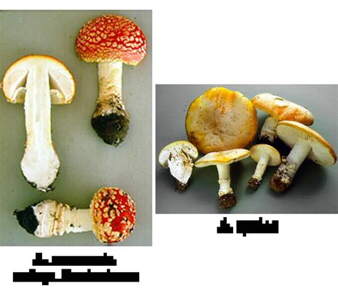 Amanita muscaria Mushroom: A Trippy Guide | DoubleBlind Mag