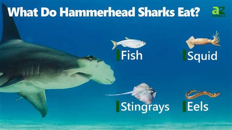 What Do Hammerhead Sharks Eat? Their Diet Explained - A-Z Animals