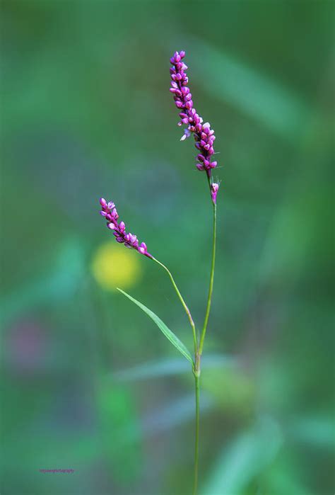 Smart Weed Photograph by Ron Jones - Fine Art America