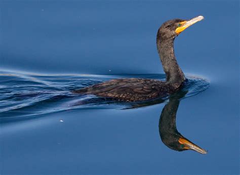 Double-crested Cormorant | San Diego Bird Spot