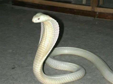 Albino cobra | Albino animals, Rare albino animals, Albino