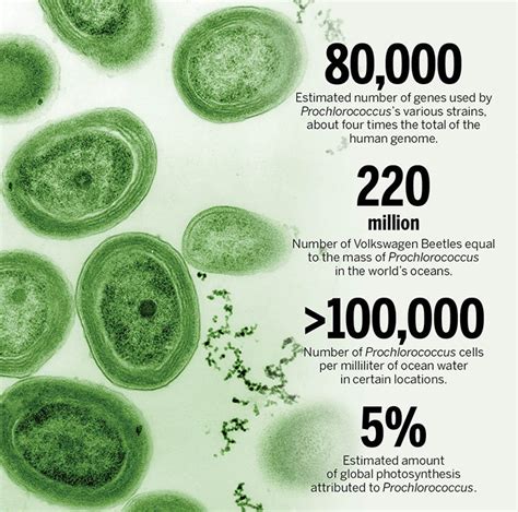 Prochlorococcus: The microbe supplying 5% of the world’s photosynthesis ...