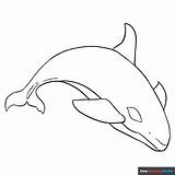 Killer Whale Coloring Page sketch template