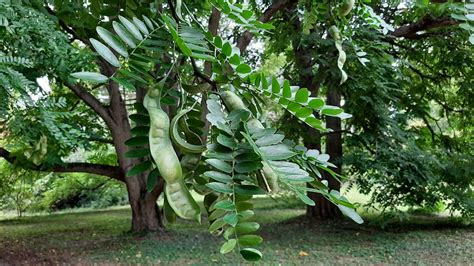 Gleditsia - Trees and Shrubs Online