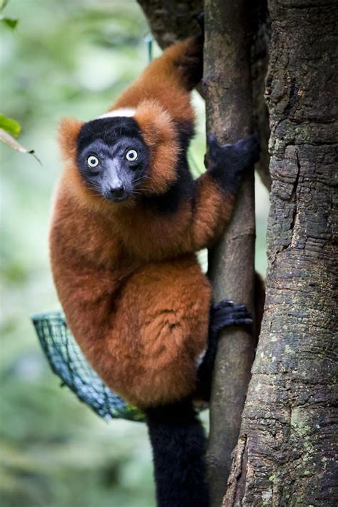 Red ruffed lemur | Animals beautiful, Nature animals, Wildlife animals