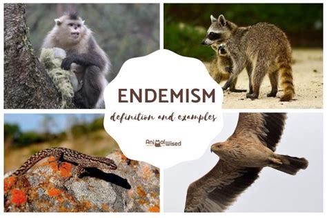 What Is an Endemic Species? - Definition and Examples