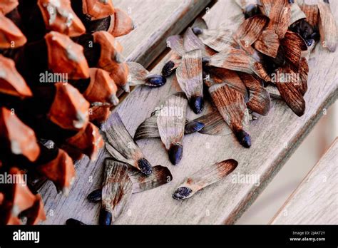 Scots pine seeds on a table Stock Photo - Alamy