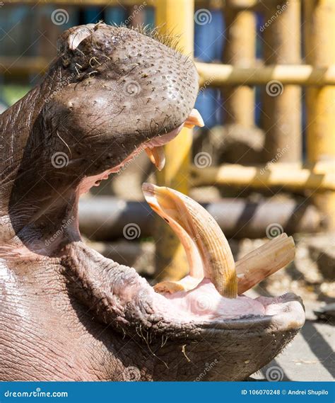 Hippo Teeth Stock Photo | CartoonDealer.com #59545614