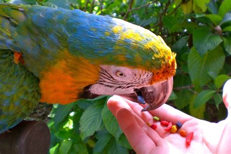 Feeding Parrots | Smithsonian Photo Contest | Smithsonian Magazine