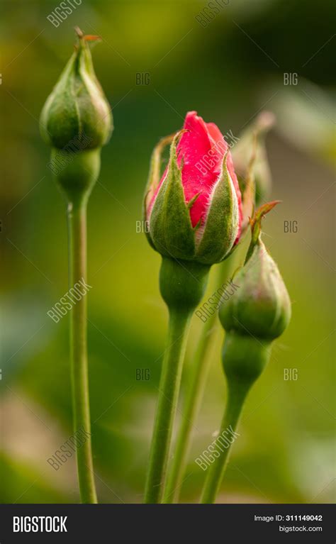 New Red Rose Bud. Image & Photo (Free Trial) | Bigstock