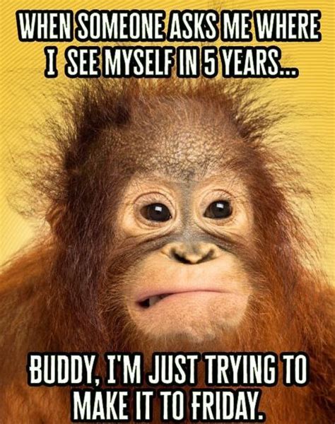 80 Funny Thursday Memes, Images, Pictures & Photos | Funny quotes, Funny friday memes, Monkey memes