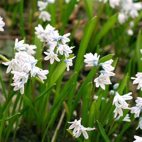 Striped Squill (Pushkinia) – Easy To Grow Bulbs