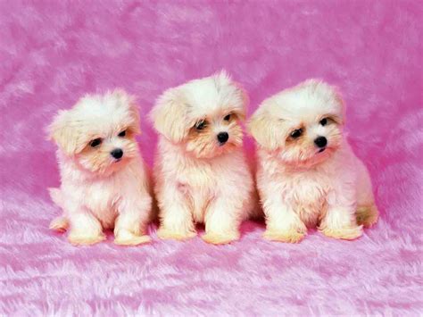 Free Download Cute Puppy Wallpapers | PixelsTalk.Net