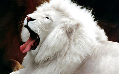 Download Free White Lion Backgrounds | HD Wallpapers, Backgrounds ...