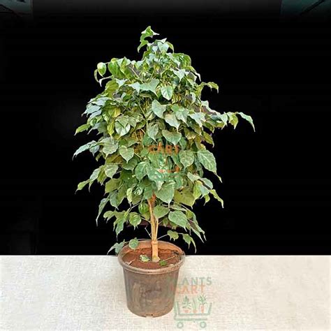 China Doll Plant (Radermachera Sinica) in 10″ Pot – PlantsCart