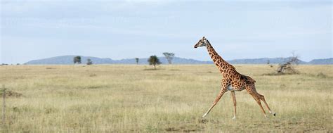 "Giraffe Running" by Stocksy Contributor "Paul Tessier" - Stocksy