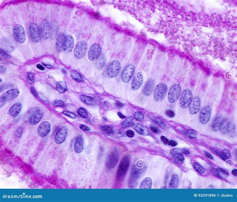 gallbladder. simple columnar epithelium Coloso