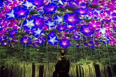 teamLab Borderless: Mori Building Digital Art Museum - Samurai Tours