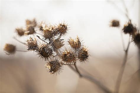 Grass Burrs Stock Photos, Pictures & Royalty-Free Images - iStock