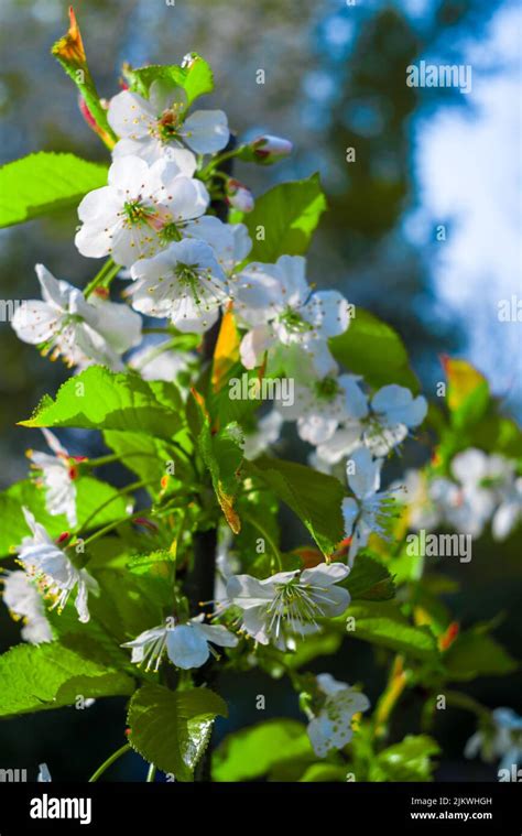 A vertical closeup of the blooming Callery pear tree branch with white flowers. Pyrus calleryana ...