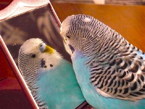 Budgies are Awesome: Budgie Whistling