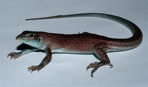 The Strange Tale of a New Species of Lizard - The New York Times