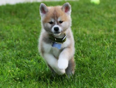 Akita Hachiko: National Treasure in Japan