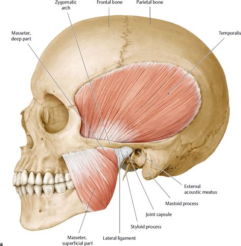 Mandible and Masticatory Muscles | Plastic Surgery Key