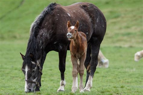 Irish Draught Horse - The Livestock Conservancy