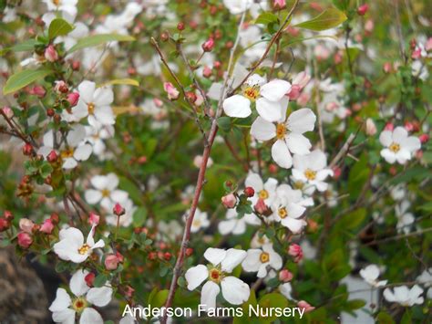 Spiraea Fujino Pink | Spring blooms, Plants, Flower power