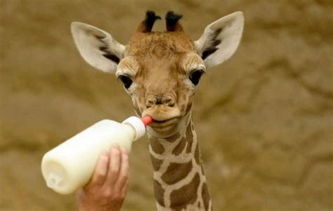 30 Giraffe Facts and Photos: Fun Animal Facts for Kids | HubPages