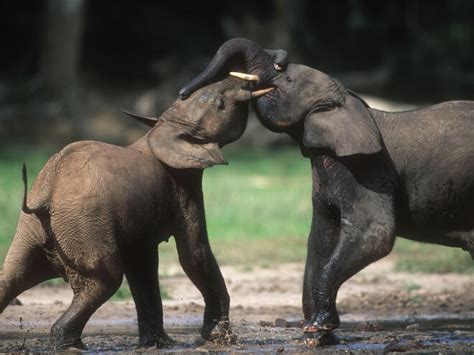 African Forest Elephant | Species | WWF