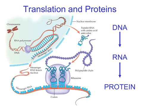 12-3 RNA and Protein Synthesis