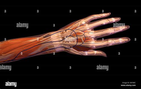 Female hand and wrist anatomy, back, posterior view, Full color on ...