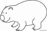 Wombat Coloring Pages sketch template