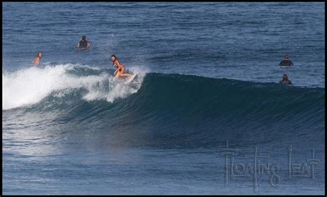 Bali Surfing ~ One Woman’s Brave Journey - Bali Floating Leaf