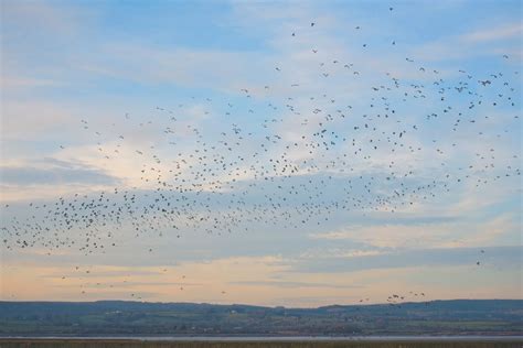 How to photograph flocks of birds | Digital Camera World