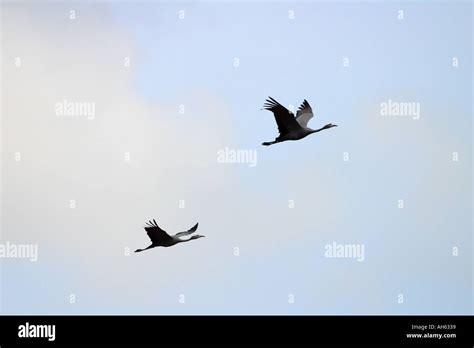 blue crane duo flying Stock Photo - Alamy