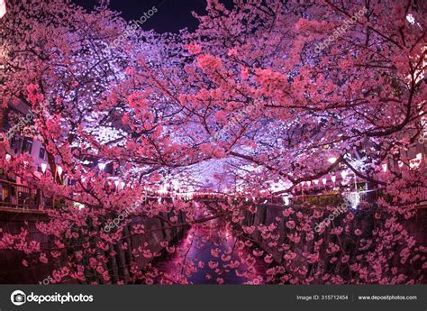 Cherry Blossoms Meguro River Stock Photo by ©kanzilyou 315712454