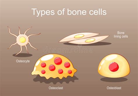 Types of Bone Cells. Osteocyte, Lining Cells, Osteoblast, Osteoclast Stock Vector - Illustration ...