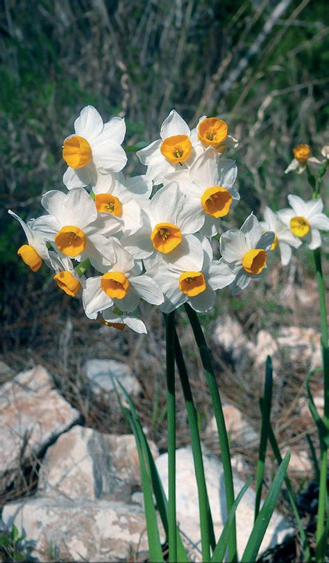 The greenskeeper: Heralds of Springtime