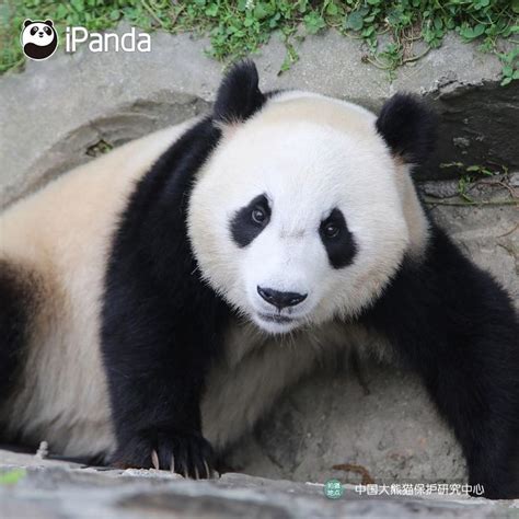 How do you interpret the facial expressions of these adorable pandas? You may add some ...