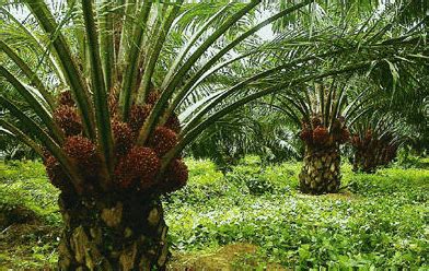 Daerah Penghasil Kelapa Sawit Terbesar Di Indonesia